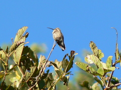 Cynanthus latirostris