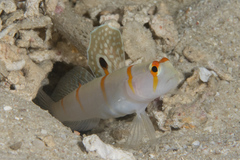 Amblyeleotris randalli