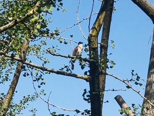Brown-breasted Bulbul
