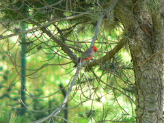 Pyrocephalus rubinus