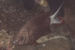 Chromis xanthura