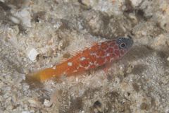Trimma lantana