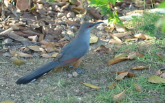 Coccyzus longirostris