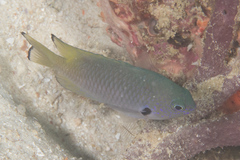 Pomacentrus nigromarginatus