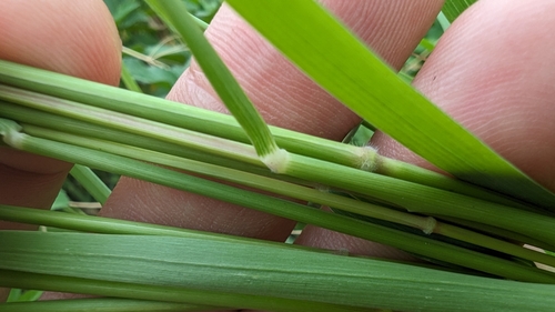 Melinis repens