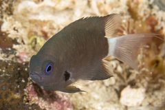 Pycnochromis margaritifer