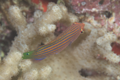 Pseudocheilinus hexataenia