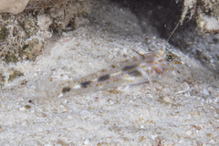Fusigobius inframaculatus