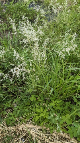Melinis repens