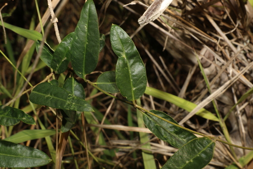 Image of Parsonsia lanceolata by (c) Greg Tasney, some rights reserved (CC BY-SA)