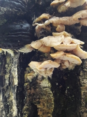 Antrodiella pallescens