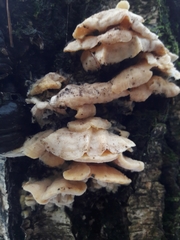 Antrodiella pallescens