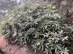 Fan Fern (Sticherus flabellatus)