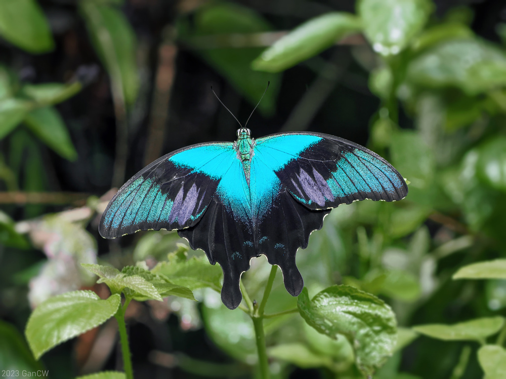 蓝绿凤蝶（Papilio peranthus）