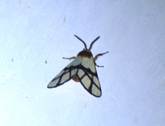 Anaphe panda