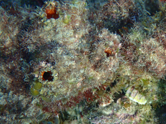 Pyura praeputialis