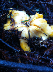 Cantharellus californicus