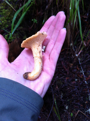 Cantharellus californicus