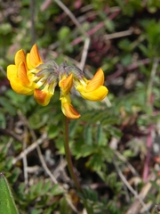 Hippocrepis