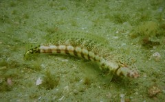 Parapercis stricticeps