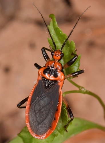 Scarlet-bordered Assassin Bug