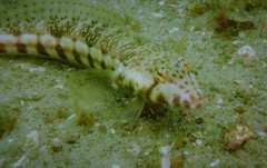 Parapercis stricticeps