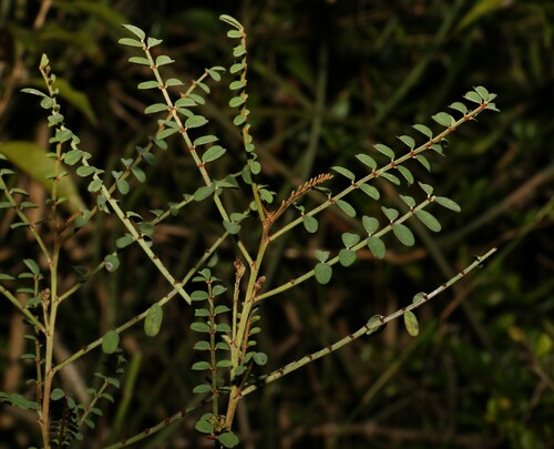 Image of Indigofera brevidens by (c) Greg Tasney, some rights reserved (CC BY-SA)