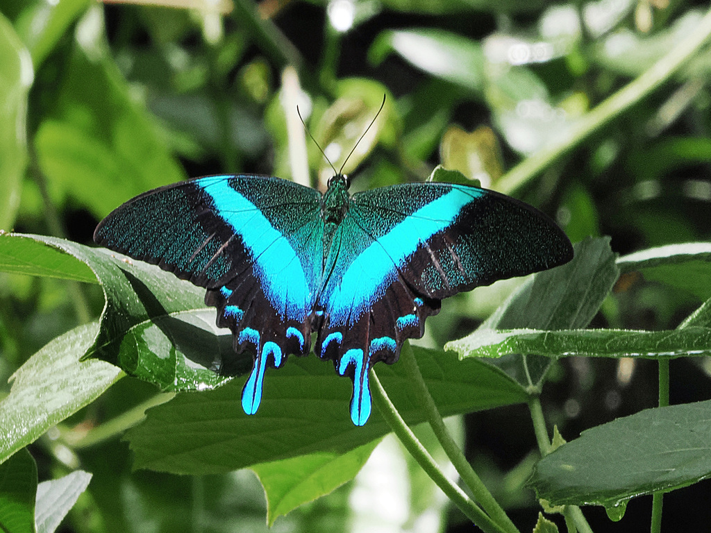 Green Swallowtail