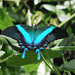 Peacock Swallowtail - Photo (c) Cheongweei Gan, some rights reserved (CC BY), uploaded by Cheongweei Gan