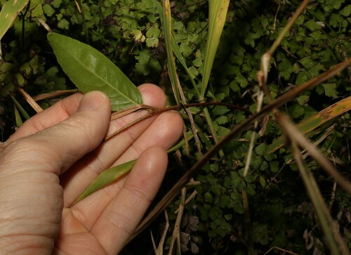 Image of White Vine (Celastrus subspicatus) by (c) Greg Tasney, some rights reserved (CC BY-SA)