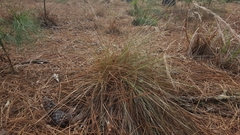 Aristida stricta