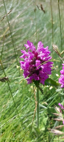 Image of Betonica hirsuta by (c) Matteo Martini, some rights reserved (CC BY)