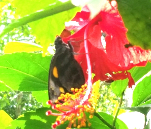 Photo of Giant Redeye (Gangara thyrsis)