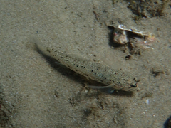 Istigobius