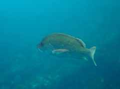 Lutjanus argentiventris