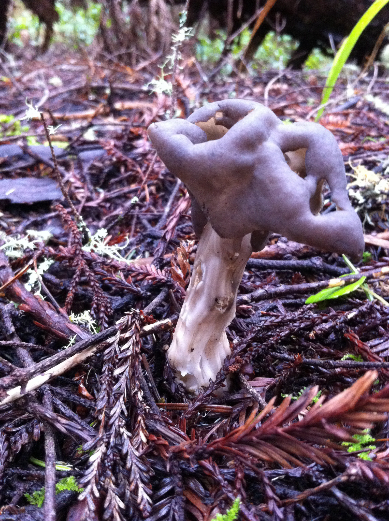 Helvella maculata image