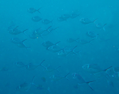 Trachinotus stilbe
