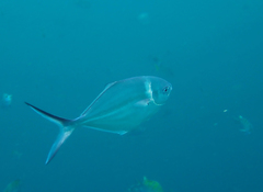 Trachinotus stilbe