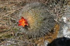 Matucana haynii