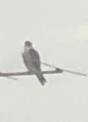 Falco peregrinus