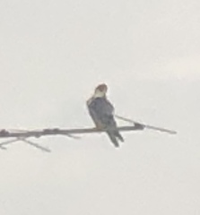 Falco peregrinus