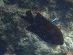 Plectroglyphidodon apicalis