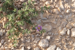 Fagonia mollis