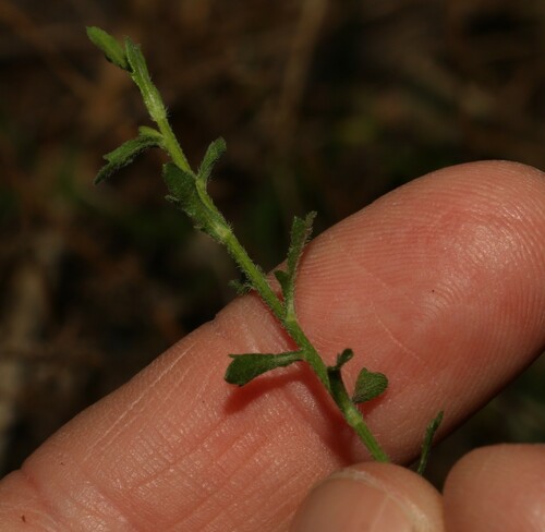 Image of Calotis lappulacea by (c) Greg Tasney, some rights reserved (CC BY-SA)