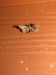 Fascellina