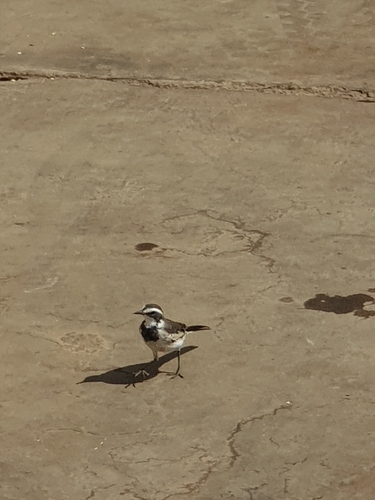 African Pied Wagtail