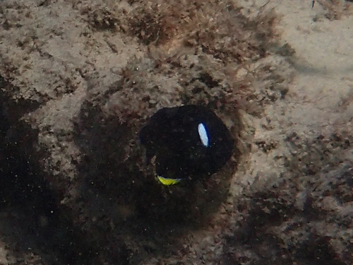 Centropyge tibicen