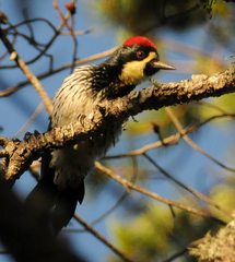 Melanerpes formicivorus angustifrons