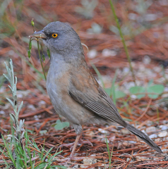 Junco bairdi