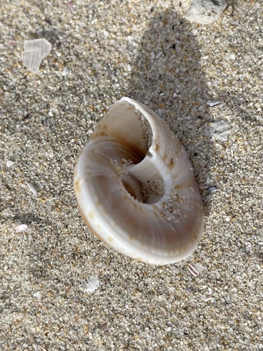 Adelphotectonica reevei observed 2023-07-15